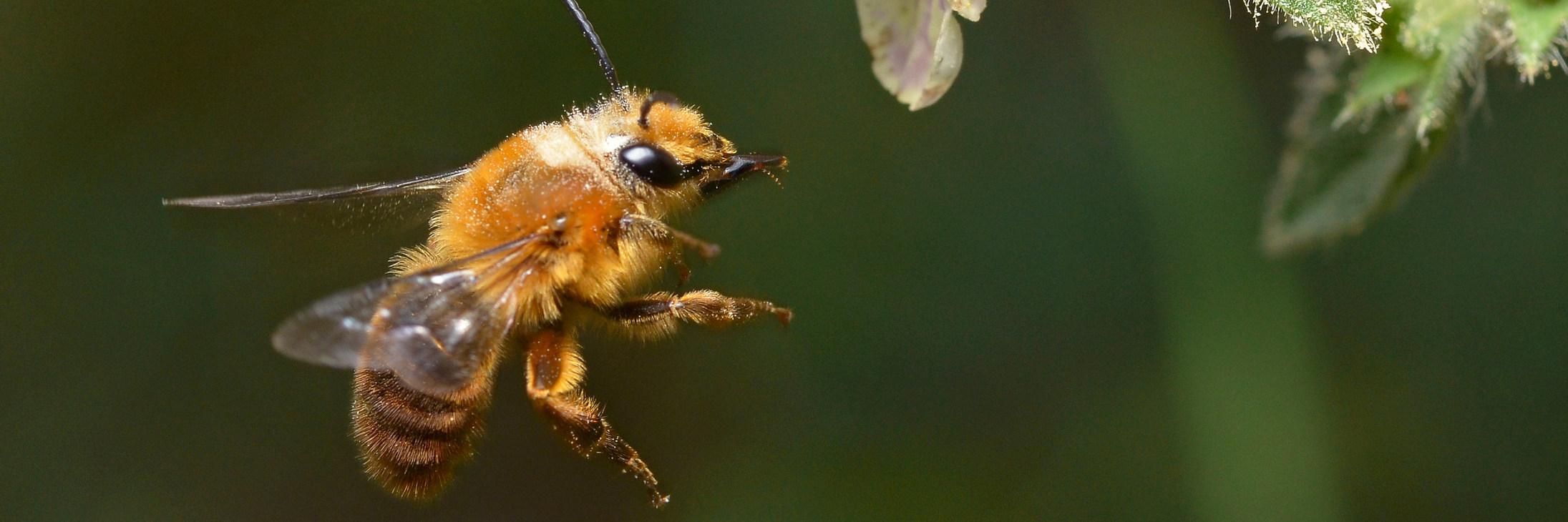 La exposición fue desarrollada por la Fundación Museo de las Abejas