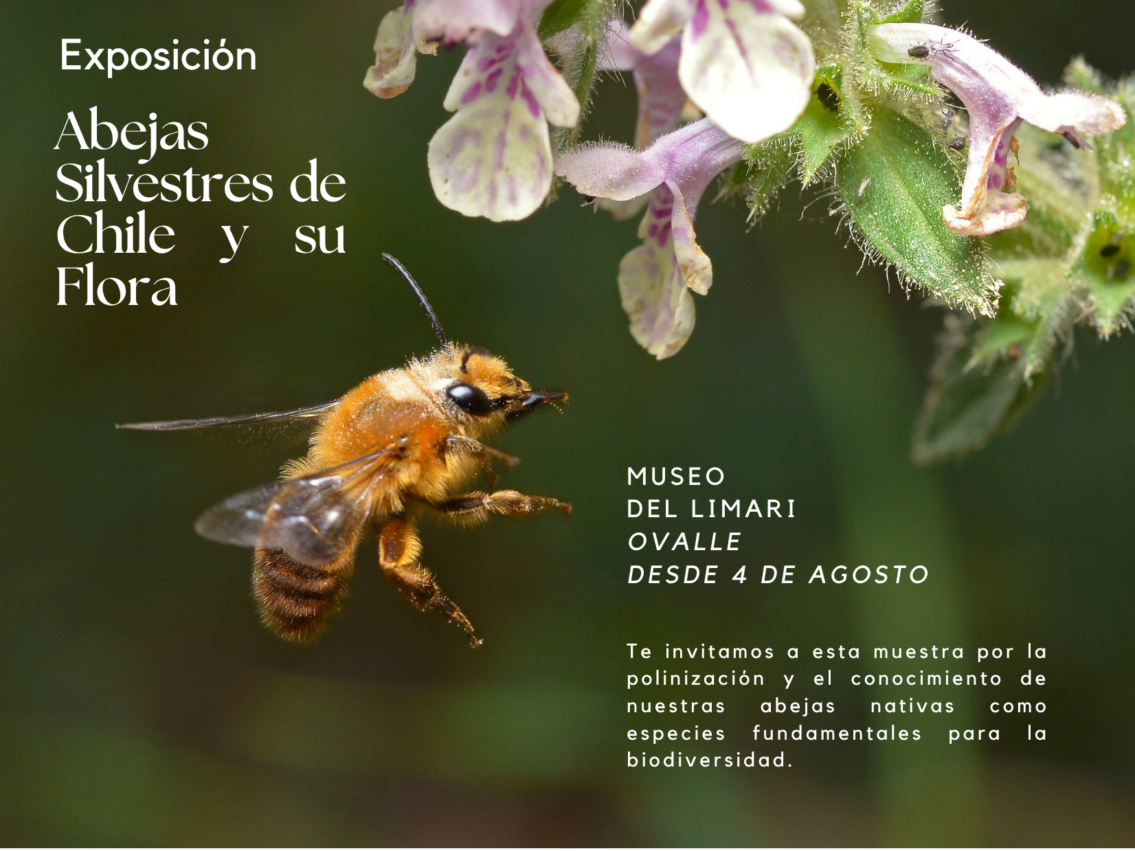 La exposición estará abierta al público desde el 4 de agosto