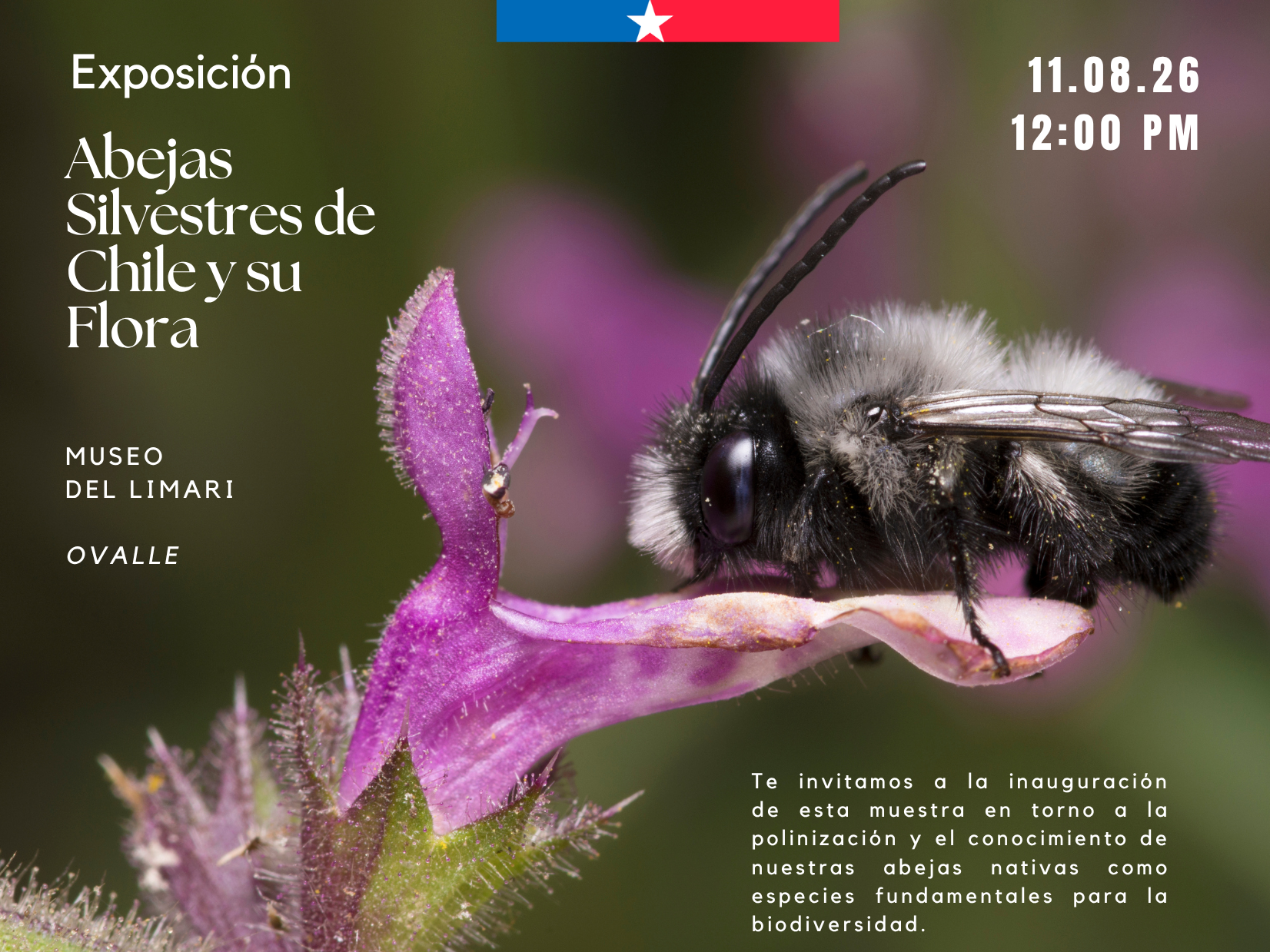 La exposición informa sobre las abejas silvestres del territorio nacional