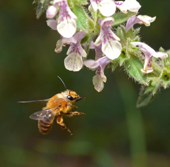 La exposición fue desarrollada por la Fundación Museo de las Abejas