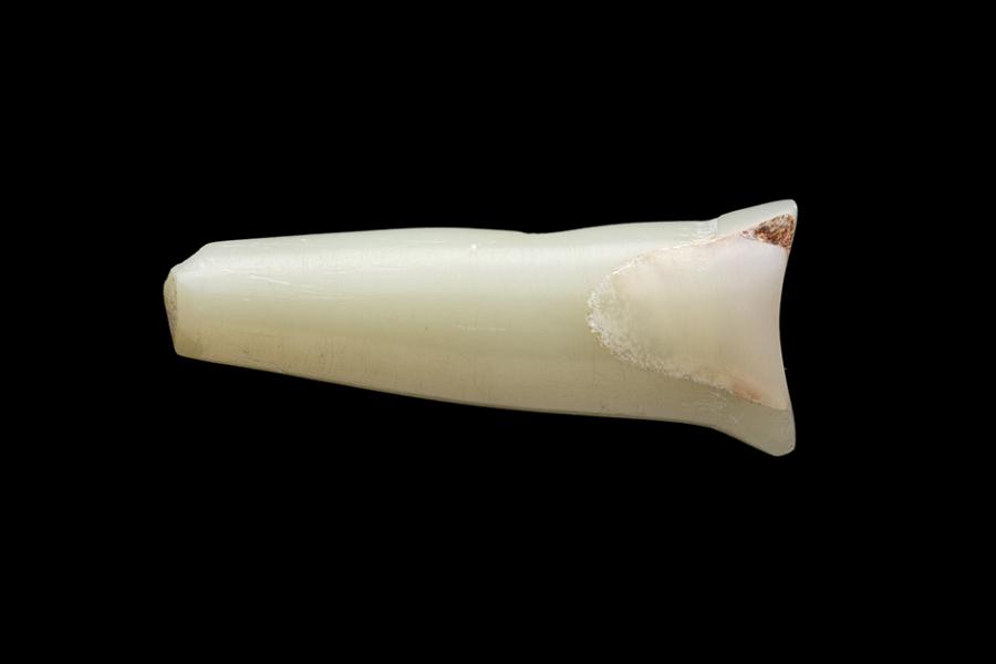 Tembetá tipo cilíndrico aguzado recto